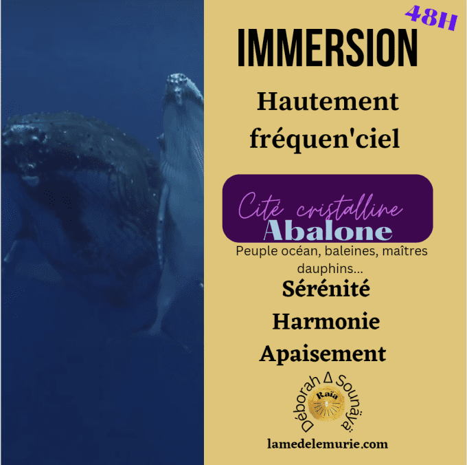 Offre ÎLOT 48 H